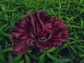 Amorphophallus paeoniifolius,is a tropical tuber crop grown primarily in Africa, South Asia, Southeast Asia and the tropical