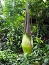 Amorphophallus Titanum Or Corpse Flower In Bloom