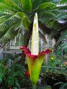 Amorphophallus Titanum (Corpse Flower) in full bloom in the US Botanic Garden, Washington DC