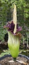 Amorphophallus titanum, titan arum, corpse flower Royalty Free Stock Photo