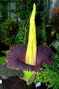 Amorphophallus Royalty Free Stock Photo