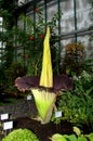 Amorphophallus Royalty Free Stock Photo