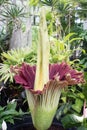 Amorphophullus Titanium ( Corpse Flower)