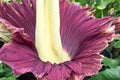 Amorphophullus Titanium ( Corpse Flower)