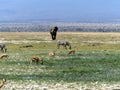 Amboseli