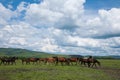 Amount Ergunaen horses and the town of River Royalty Free Stock Photo