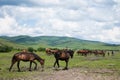 Amount Ergunaen horses and the town of River Royalty Free Stock Photo