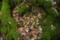 Amount of leafs surrounded by roots