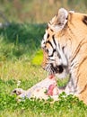 Amour tiger in the grass, eating