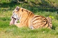 Amour tiger in the grass, eating