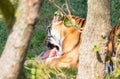 Amour tiger in the grass, eating