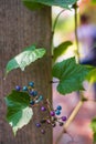 Ampelopsis glandulosa leaves and colored berries close up.