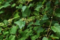 Ampelopsis glandulosa ( Porcelain berry ) berries. Vitaceae deciduous vine shrub.