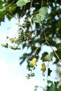 Ampelopsis glandulosa ( Porcelain berry ) berries. Vitaceae deciduous vine shrub.