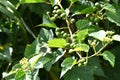 Ampelopsis glandulosa ( Porcelain berry ) berries. Vitaceae deciduous vine shrub.