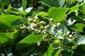 Ampelopsis glandulosa ( Porcelain berry ) berries. Vitaceae deciduous vine shrub.