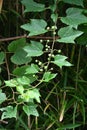 Ampelopsis glandulosa ( Porcelain berry ) berries. Vitaceae deciduous vine shrub.