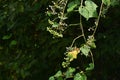 Ampelopsis glandulosa ( Porcelain berry ) berries. Vitaceae deciduous vine shrub.