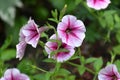 Ampelous petunia of the Opera Supreme Raspberry Ice variety Royalty Free Stock Photo
