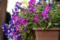 Ampelous petunia Purple sky in a pot