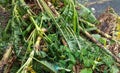 Amphan cyclone damage, super cyclone Amphan badly damaged trees in our area,trees fallen during the cyclonic storm at Kolkata,