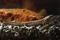 Amphibia Danube crested newt, Triturus dobrogicus Royalty Free Stock Photo