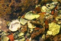 Amphibia Sea Creature Marine Life Coral Background