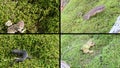 Amphibia toad, frogs and triton on moss. Video clips collage.