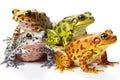 Amphibian : amphibians include frogs isolate on white background