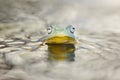 Swimming frog in water