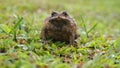 The Amphibian on The Grass Royalty Free Stock Photo