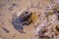 Amphibian little grassy frog Rana temporaria sitting in the water. Royalty Free Stock Photo