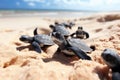 Amphibian. Many baby turtles on the sandy beach and crawl to the ocean. Sea creatures. Generative AI Royalty Free Stock Photo