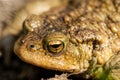 Amphibian portrait common toad