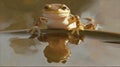 Amphibian Reflection Royalty Free Stock Photo