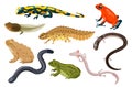 Amphibian vector illustration set, exotic cartoon tropical sitting toad and frog tadpole, salamander, triton icons