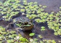 Amphibian in water with duckweed. Green frog in the pond. Rana esculenta. Macro photo.