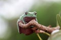 Amphibians, animal, animales, animals, animalwildlife, crocodile, dumpy, dumpyfrog, face, frog, green, macro, mammals, funy, cute Royalty Free Stock Photo