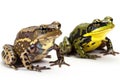 Amphibian : amphibians include frogs isolate on white background Royalty Free Stock Photo