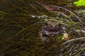 Amphibians, frog in the pool