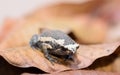 Frog on old brown mango leafs