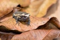 Frog on old brown mango leafs