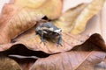 Frog on old brown mango leafs