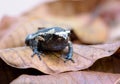 Frog on old brown mango leafs