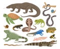 Amphibians and reptile, cartoon lizard, snakes, turtle. Exotic animals, reptilian crocodile, snake and chameleon flat vector