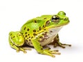 Amphibians and reptiles isolated on white Royalty Free Stock Photo