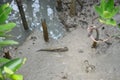 Amphibious or Mudskipper fish in Mangrove forest Royalty Free Stock Photo