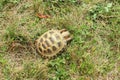 Amphibious turtle on the lawn Royalty Free Stock Photo
