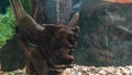 Amphilophus labiatus in aquarium. Animals of the underwater sea