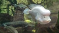 Amphilophus labiatus or Red Devil Cichlid in an uderwater aquarium